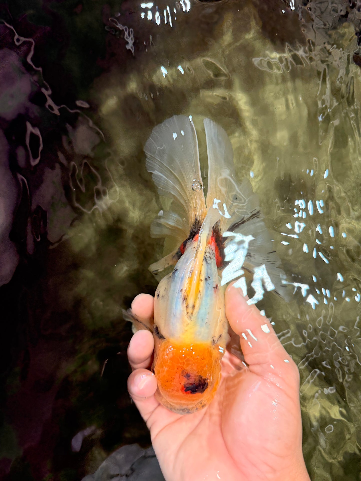A Grade Marble Oranda Male 6.5 inches #080726OR_21