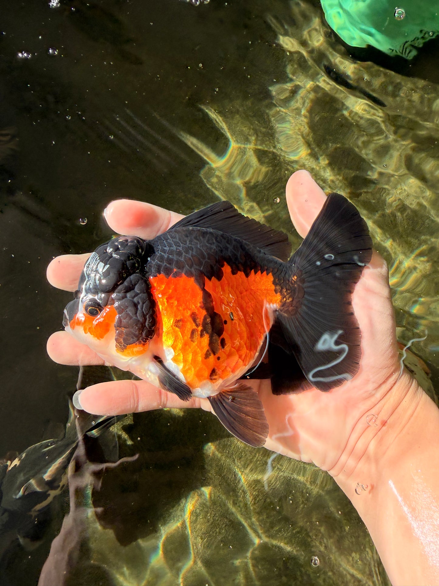 Tricolor Oranda Female 5-5.5 inches #032026OR_08