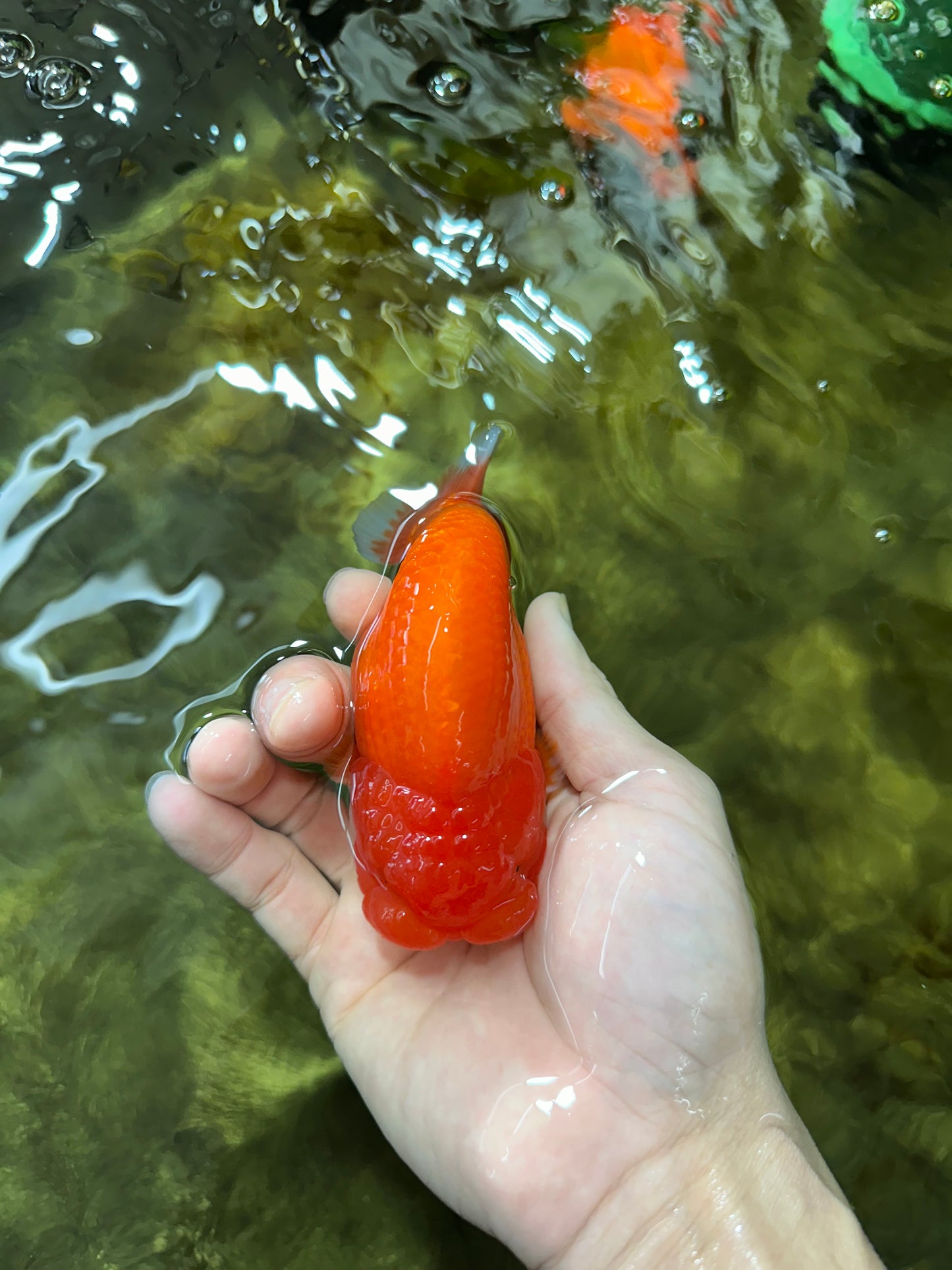 AAA Grade Red White LionKing 4.5  inches #053025LC_13