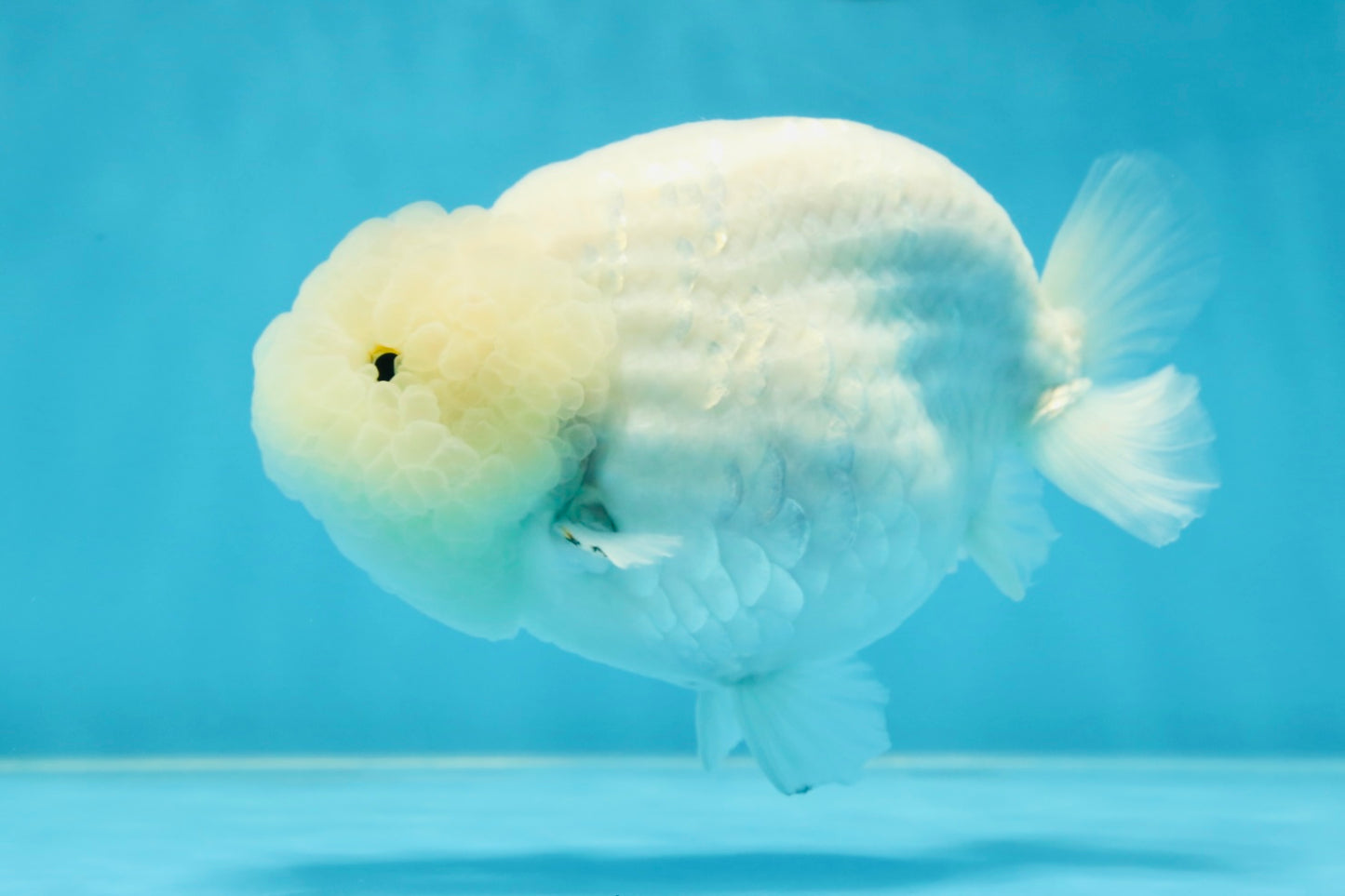 RARE A Grade Sakura Snow White LionQueen 5-5.5 inches #050225LC_13