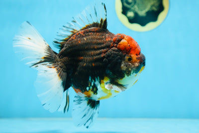 A Grade CHONKY Calico Kirin Oranda Female 6 inches #091225OR_12