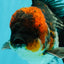 AAA Grade Red Head Kirin Oranda Male 6-6.5 inches #070326OR_27