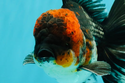 AAA Grade Red Head Kirin Oranda Male 6-6.5 inches #070326OR_27