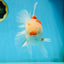 AAA Grade CHONKY Sakura Oranda Male 6 inches #082225OR_10