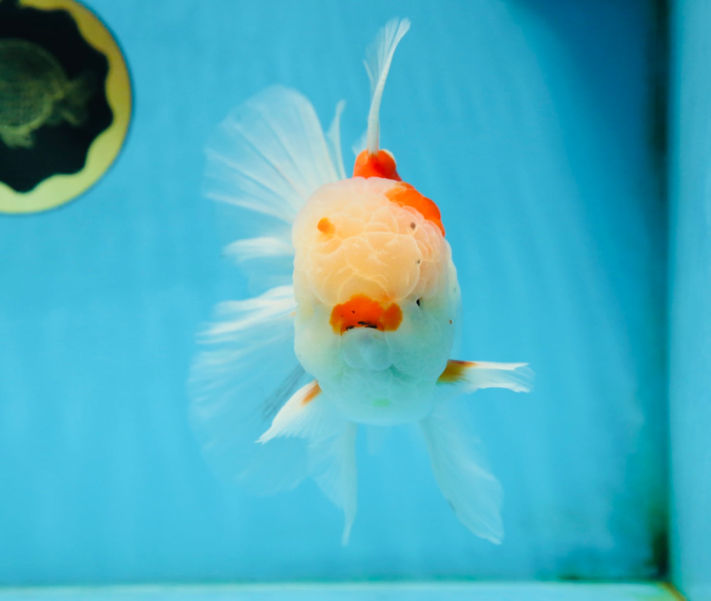 AAA Grade CHONKY Sakura Oranda Male 6 inches #082225OR_10
