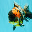 A Grade Showa Yuanbao Male 5.5-6 inches #082126YB_29