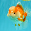A Grade Red White Oranda Male 6 inches #081426OR_10