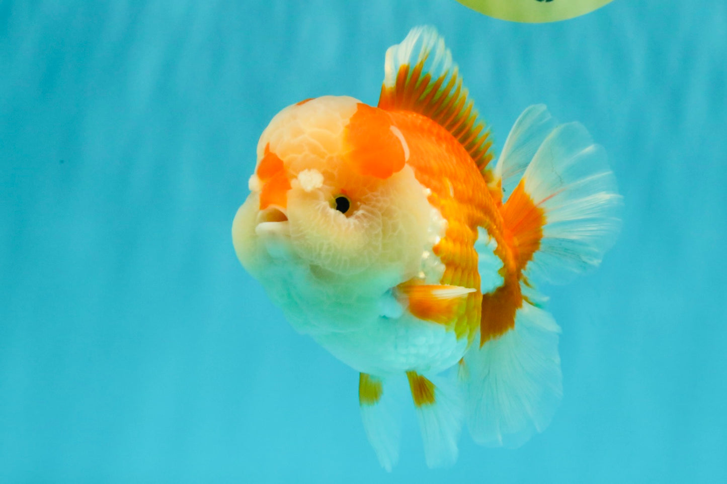 A Grade Red White Oranda Male 6 inches #081426OR_10