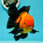 A Grade Apache (Black Orange) Oranda Male 5.5 inches #110124OR_09