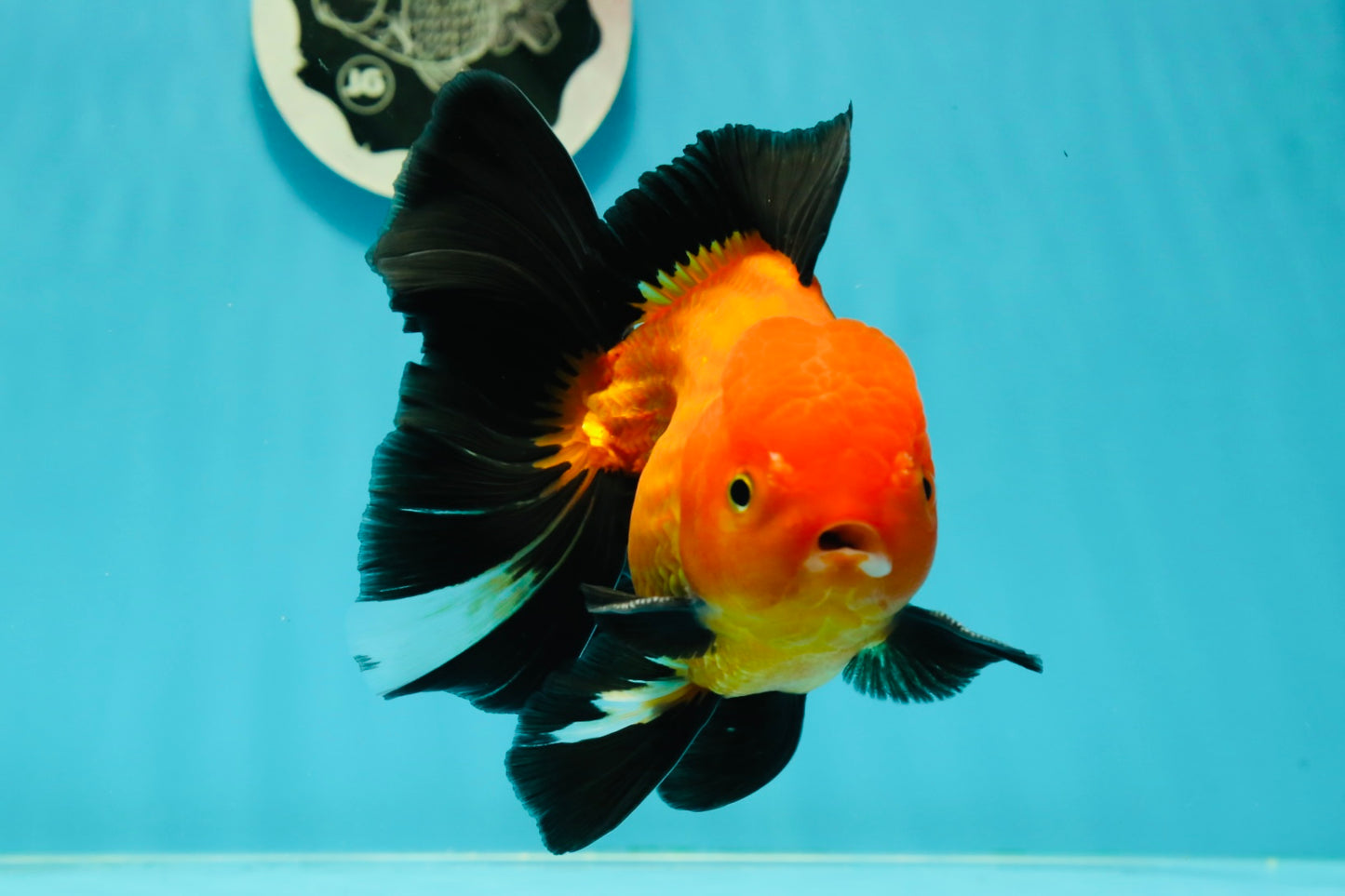 A Grade Apache (Black Orange) Oranda Male 5.5 inches #110124OR_09