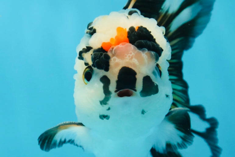 A Grade Tricolor Oranda Male 5 inches #010325OR_13