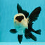 AAA Grade Panda Button Eyes Oranda Female 5.5 inches #1011OR_06