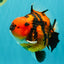 CHARLIE AAA Grade Tiger Yuanbao Male 5 inches #100226YB_03