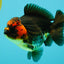 UNIQUE AAA Grade Apache Yuanbao Male 5-5.5 inches #051526YB_06
