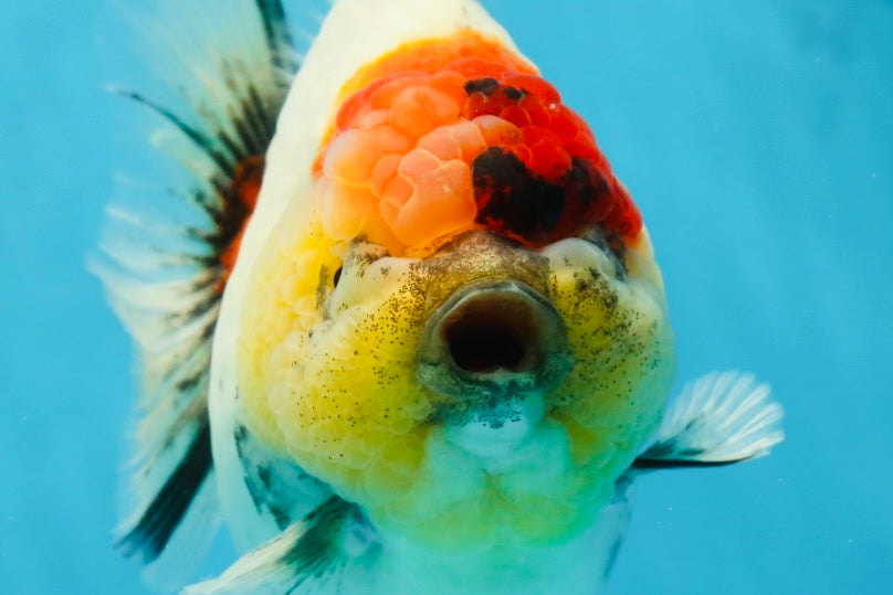 AAA Grade Godzilla Marble Yuanbao Female 5-5.5 inches #053025YB_01