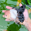 AAA Grade Black Tail Tricolor Oranda Male 5.5 inches #0503OR_06