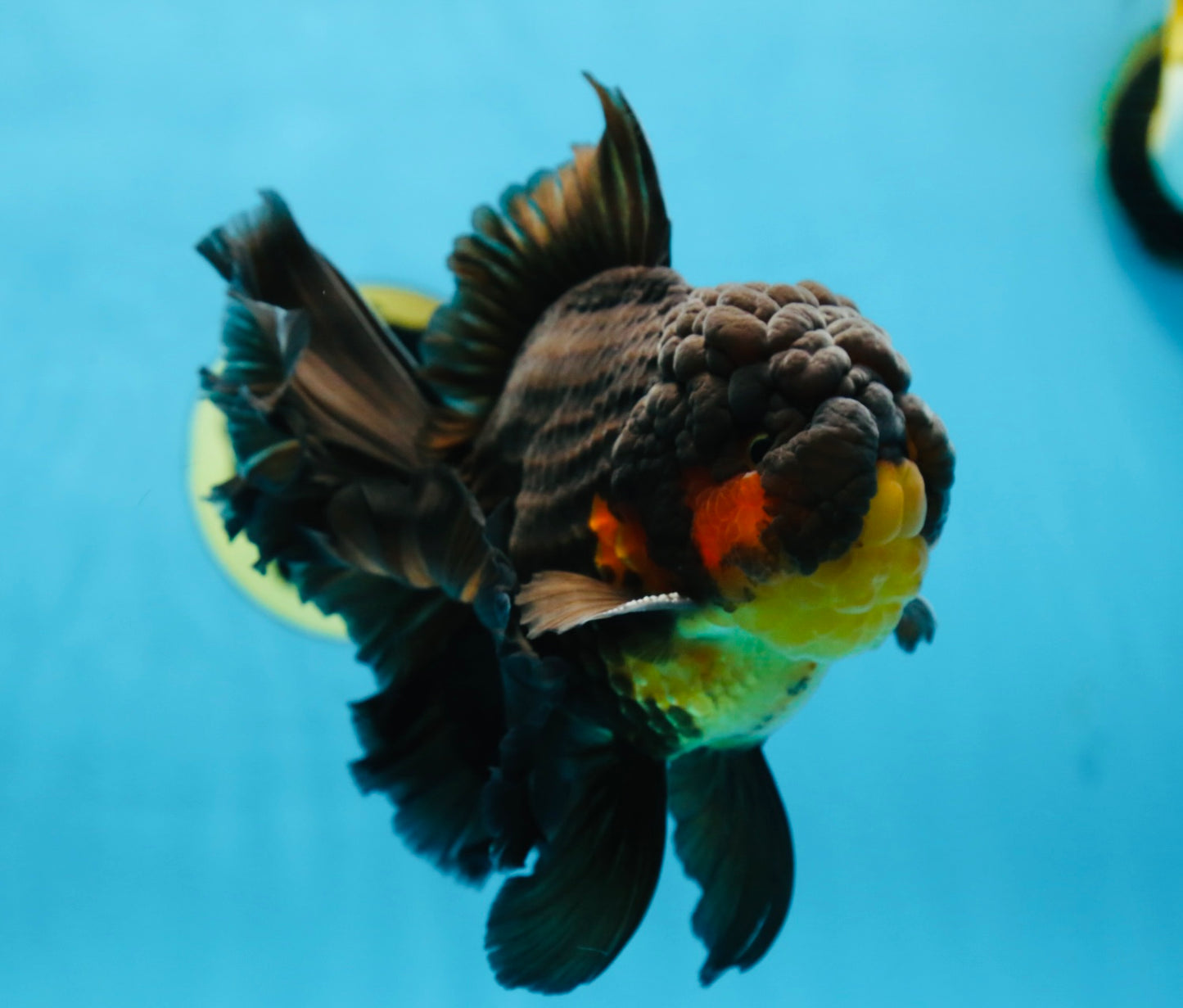 AAA Grade SPECIAL Red White Oranda Male 6.5 inches #080825OR_20