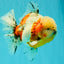 CHONKY AAA Grade Calico Oranda Male 6-6.5 inches #101626OR_21