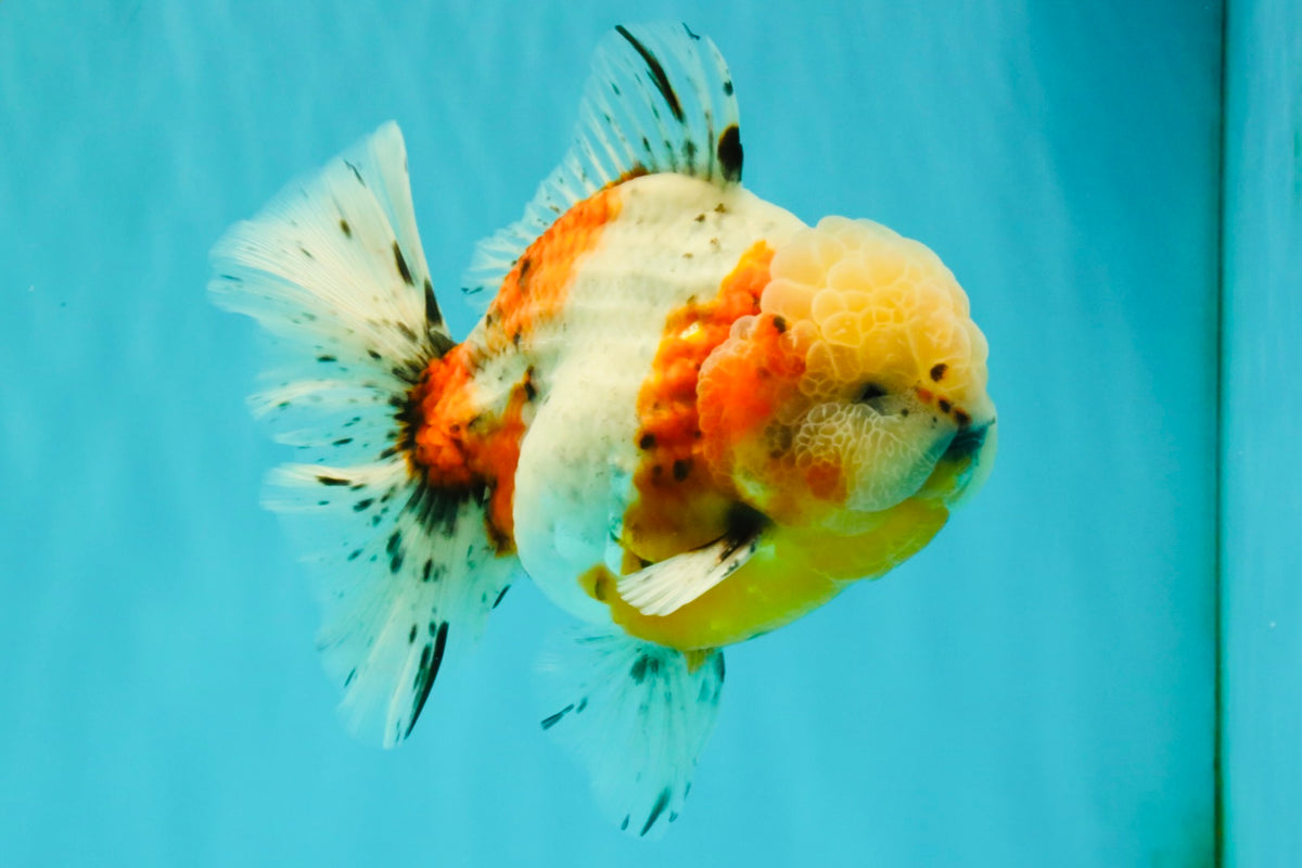 CHONKY AAA Grade Calico Oranda Male 6-6.5 inches #101626OR_21
