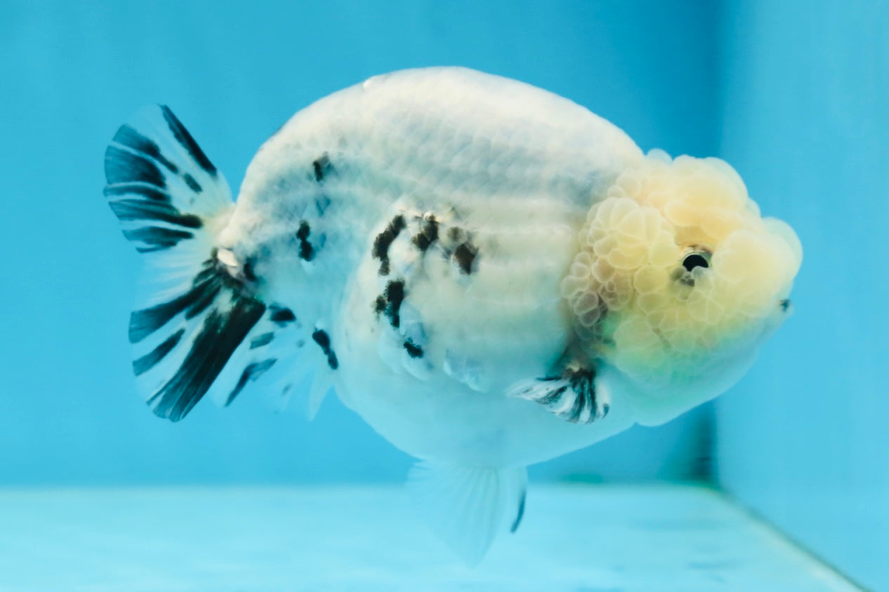 A Grade Marble Blue Back Sakura Lionking 4.5 inches #080125LC_16