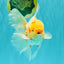 A Grade Polkadot Red White Oranda Male 6 inches #100926OR_23