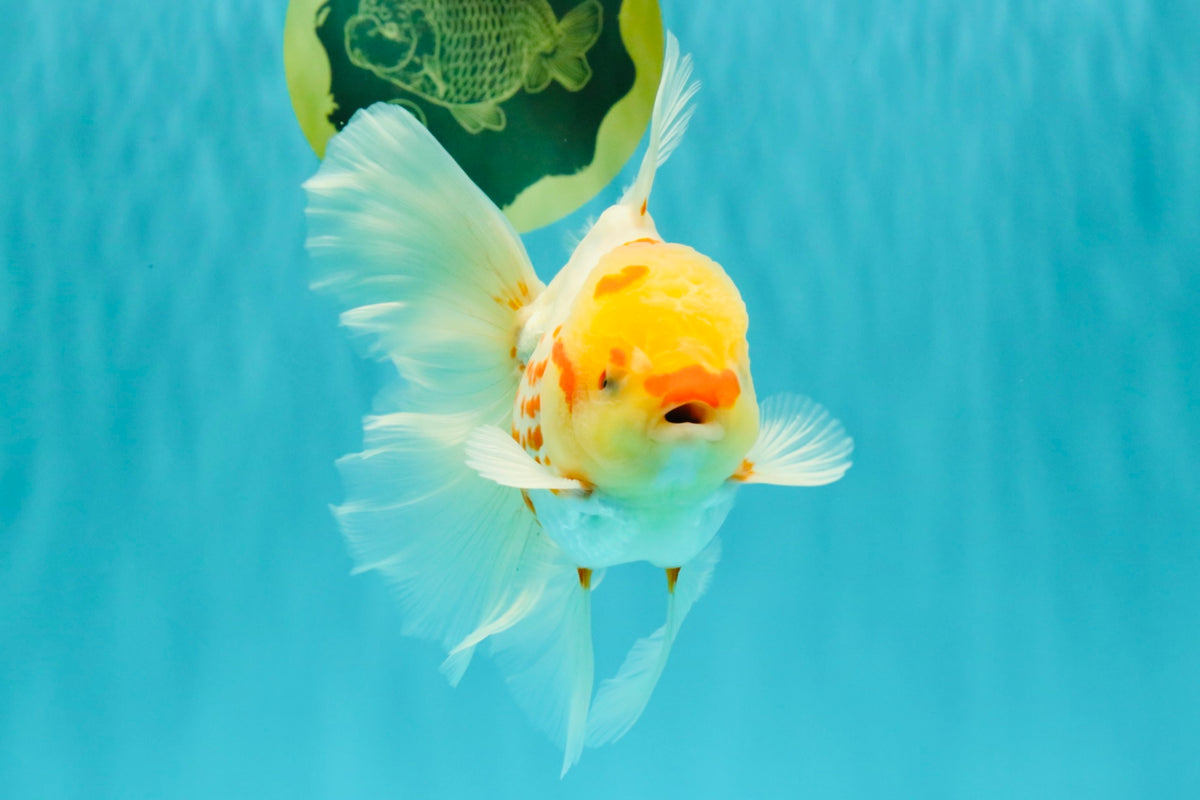 A Grade Polkadot Red White Oranda Male 6 inches #100926OR_23