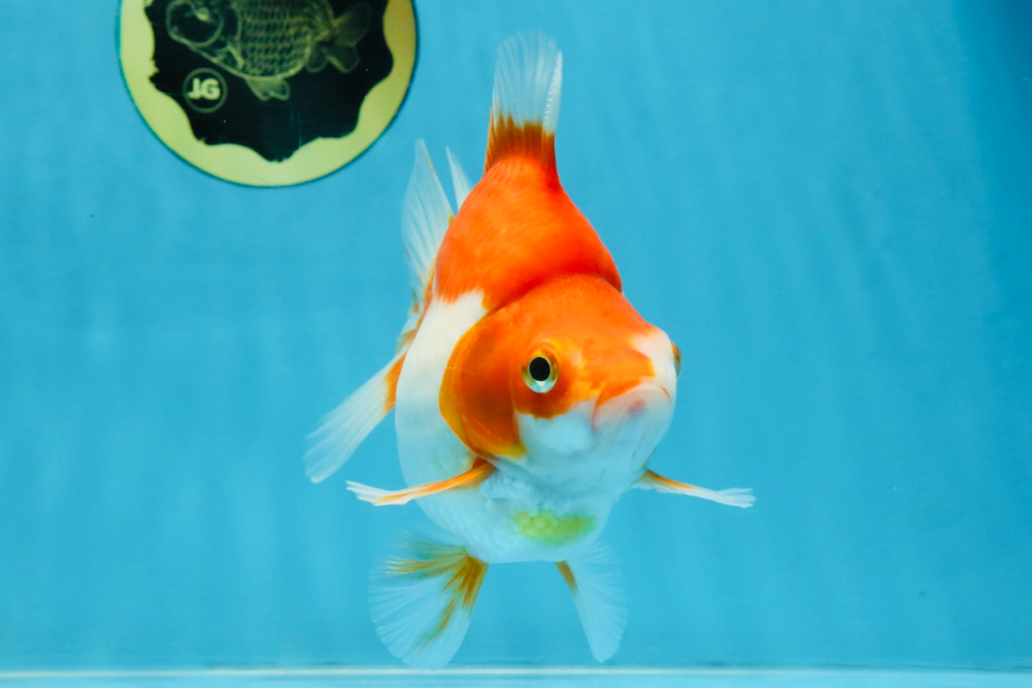 A Grade Red White Ryukin Female 5.5 inches #111425RK_08