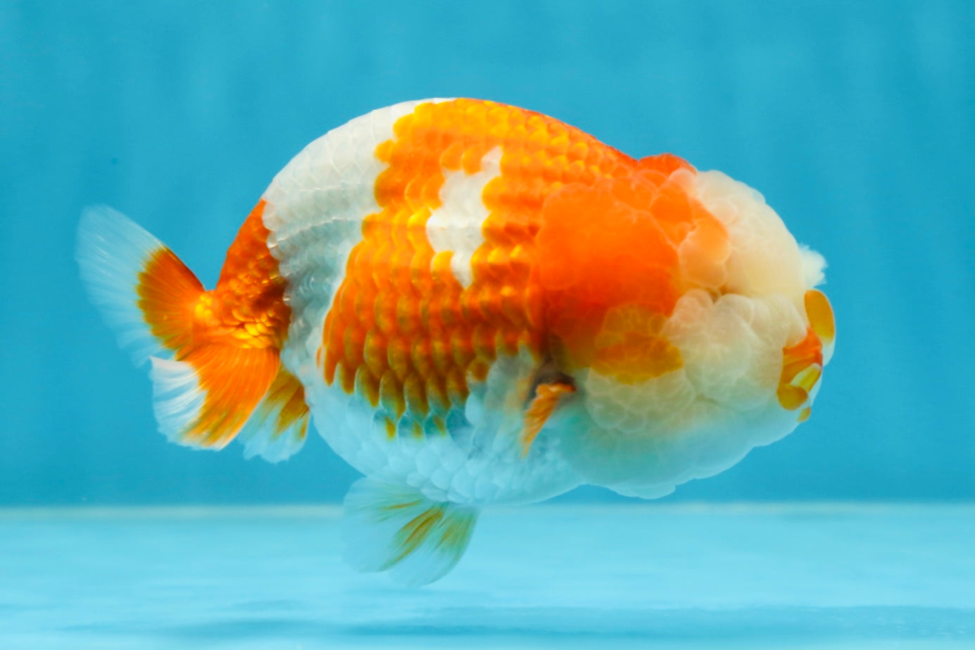 Special A Grade Chonky Kohaku LionQueen 4.5 inches #050225LC_16