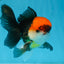 A Grade Tricolor Oranda Male 5-5.5 inches #090525OR_15