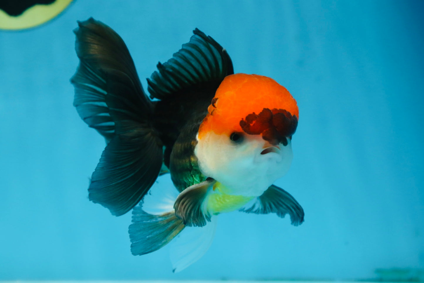 A Grade Tricolor Oranda Male 5-5.5 inches #090525OR_15