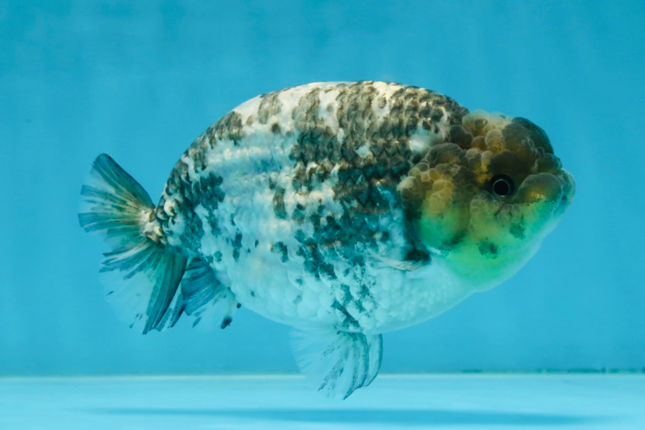 AAA Grade White Tiger LionQueen 5-5.5 inches #101025LC_17