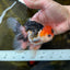 A Grade Tricolor Oranda Male 5 inches #082225OR_20