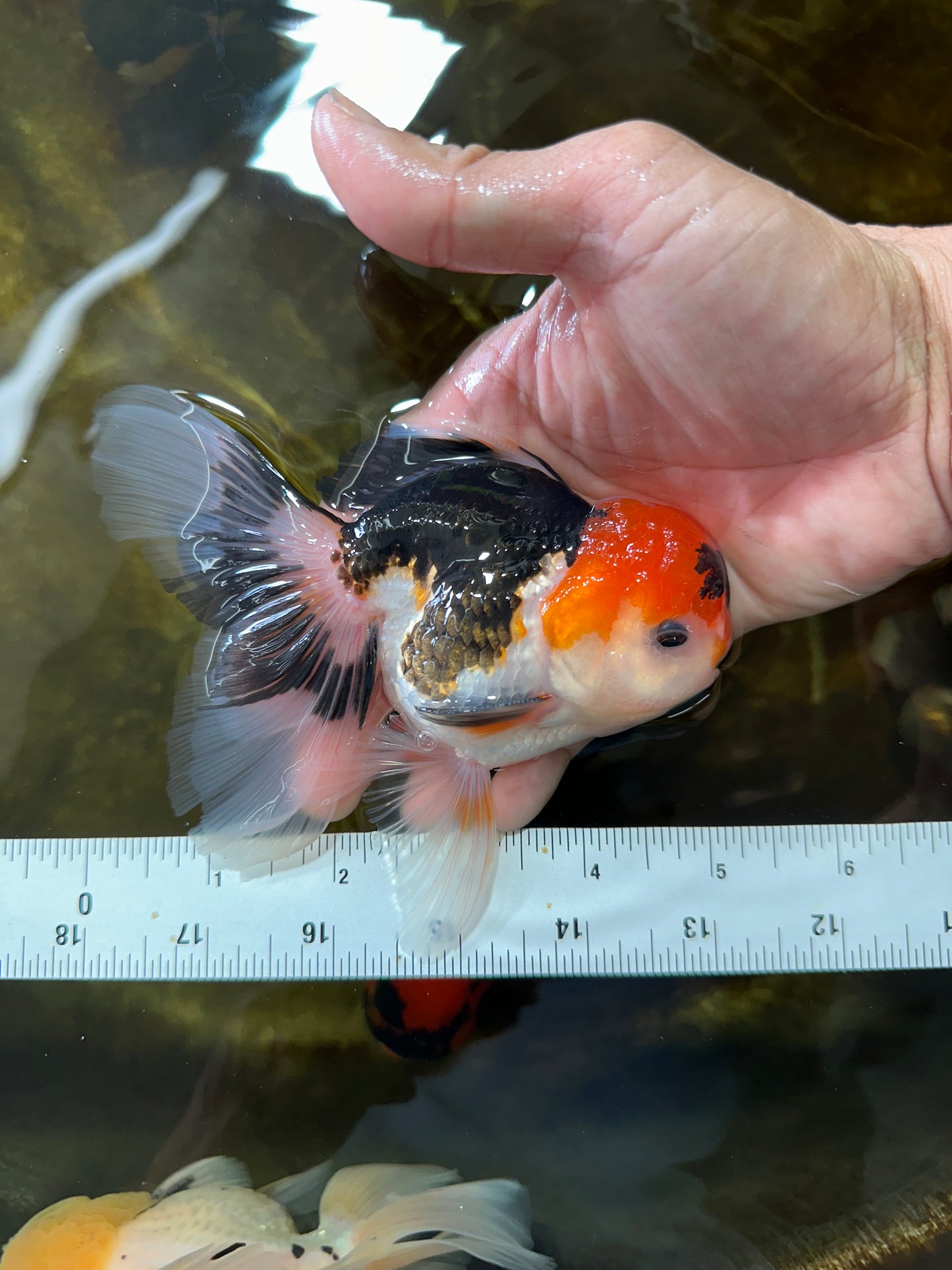 A Grade Tricolor Oranda Male 5 inches #082225OR_20