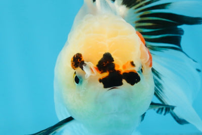 Tricolor Oranda Female 5.5 inches #100325OR_15