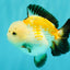 A Grade Tricolor Yuanbao Male 4.5-5 inches #082126YB_24