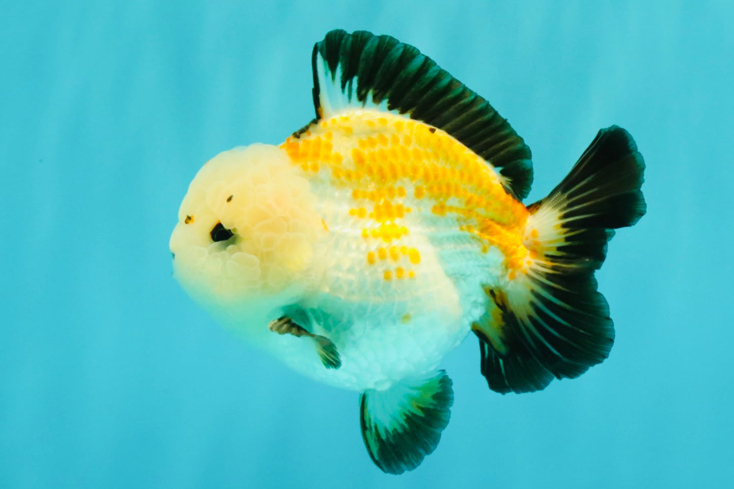 A Grade Tricolor Yuanbao Male 4.5-5 inches #082126YB_24