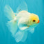BEAUTY AAA Grade Little Chicken White Oranda Male 5.5 inches #072426OR_15
