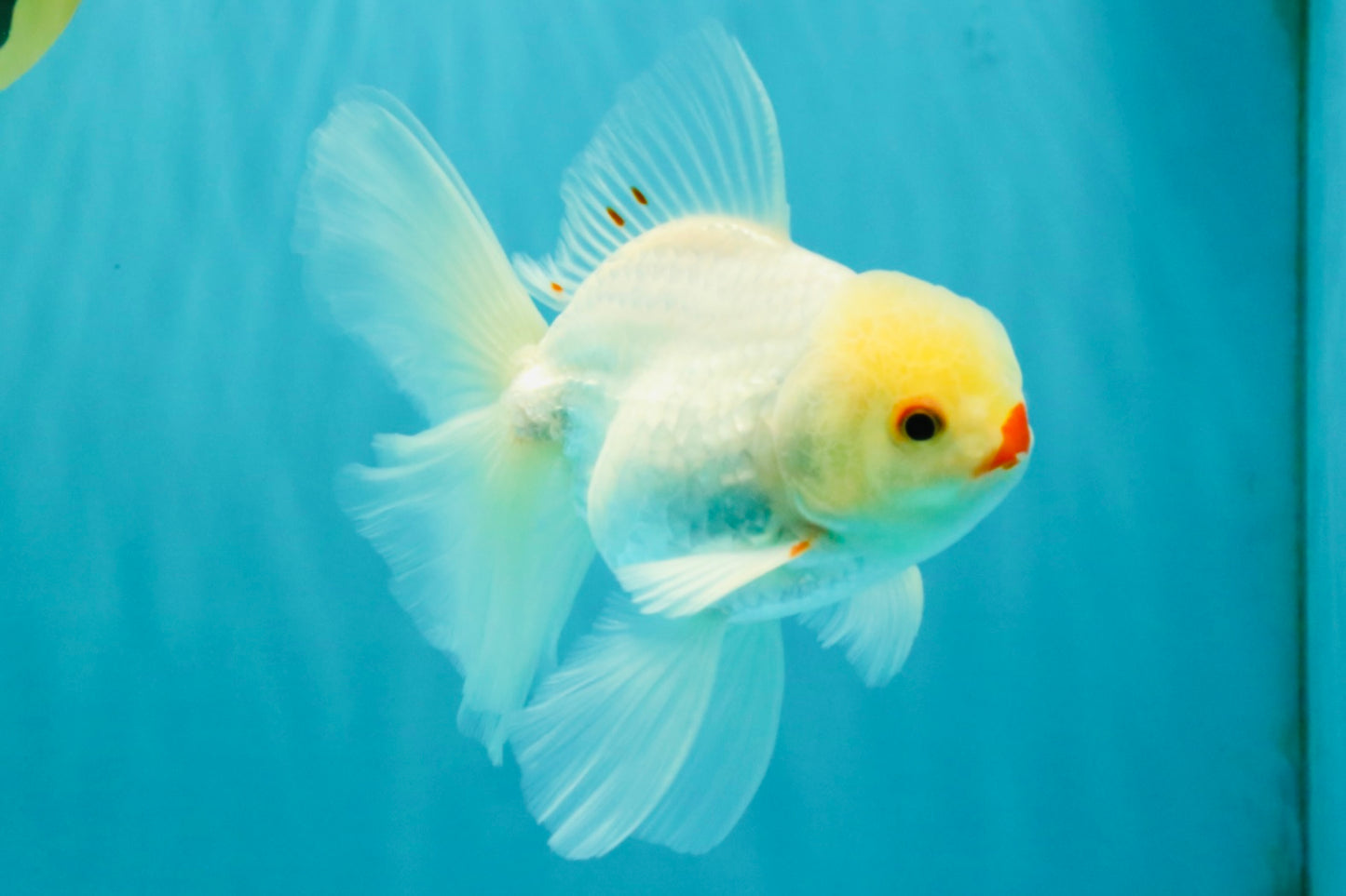 BEAUTY AAA Grade Little Chicken White Oranda Male 5.5 inches #072426OR_15