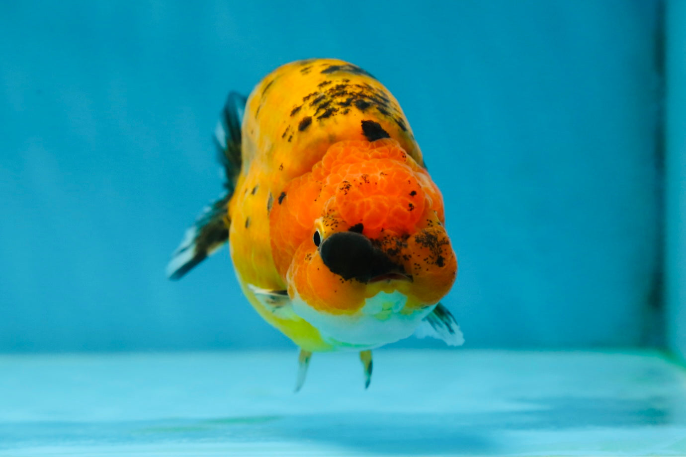 A Grade Tiger LionQueen 4-4.5 inches #051625LC_05