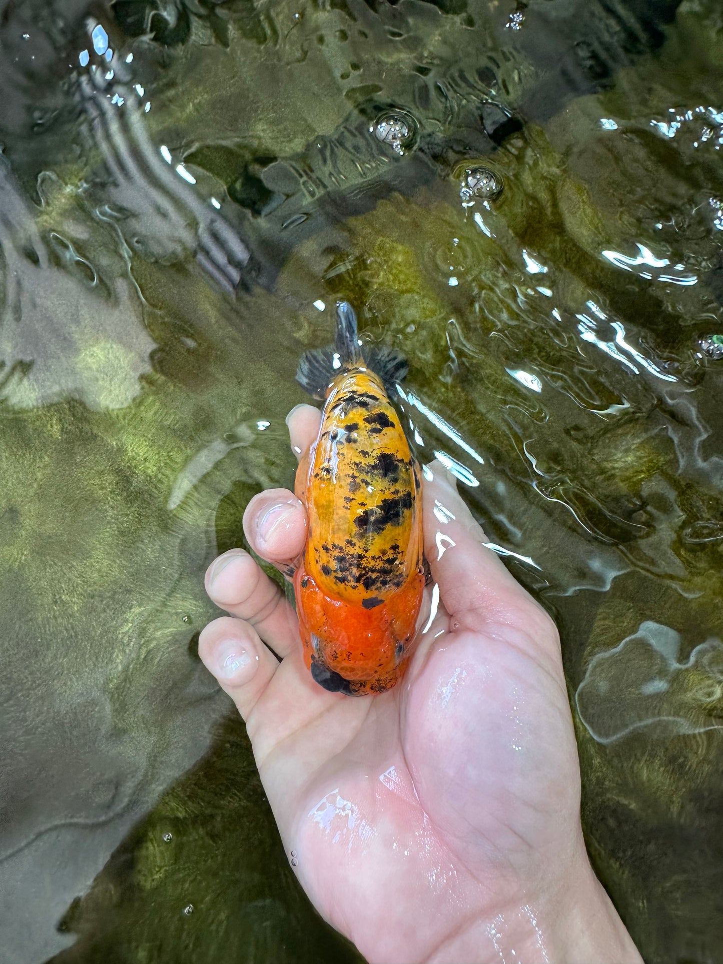 A Grade Tiger LionQueen 4-4.5 inches #051625LC_05