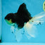 Fluffy Tail Panda Oranda Male 5.5 inches #072525OR_12