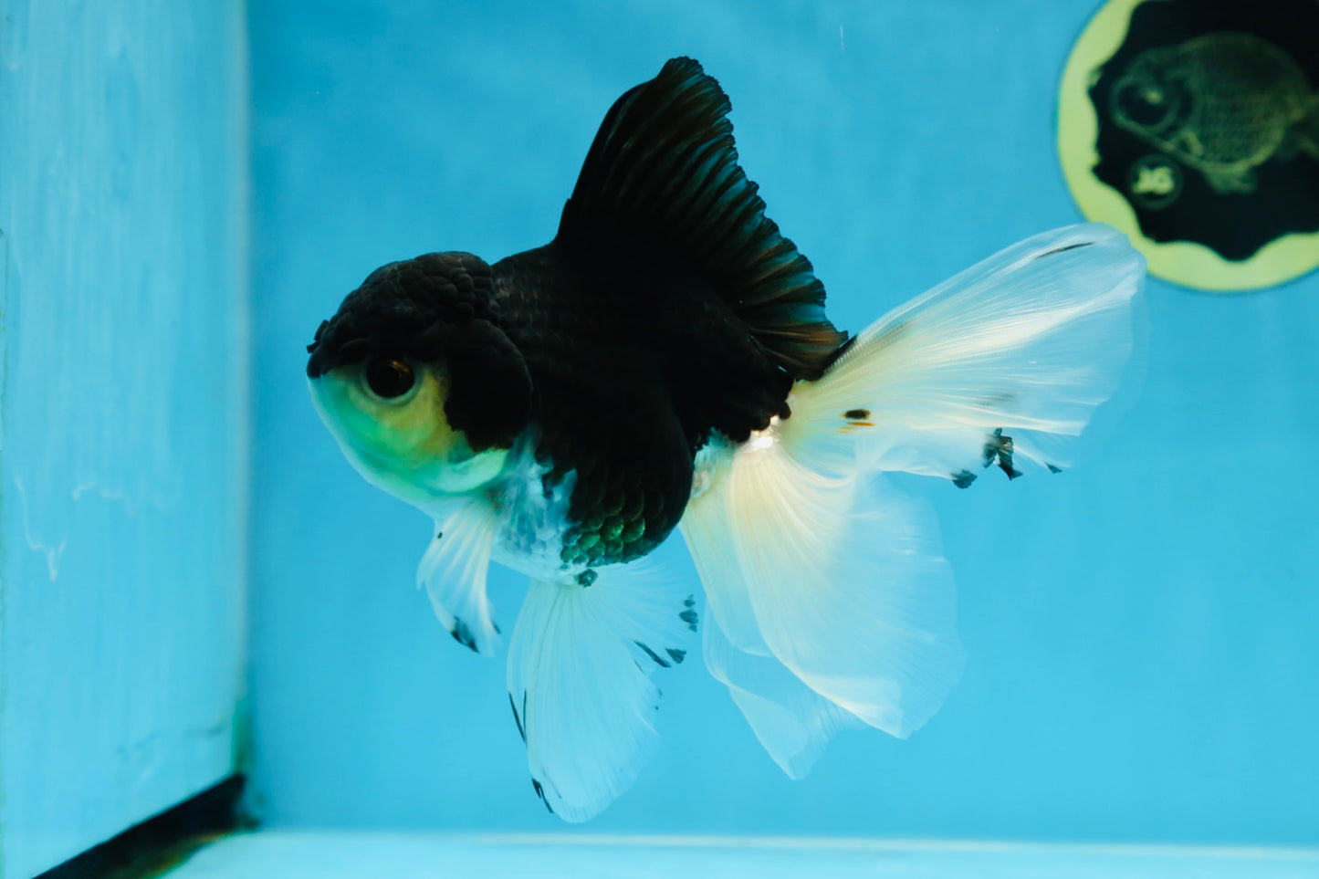 Fluffy Tail Panda Oranda Male 5.5 inches #072525OR_12