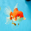 JUMBO AAA Grade Red White Oranda Female 6.5 inches #032726OR_06