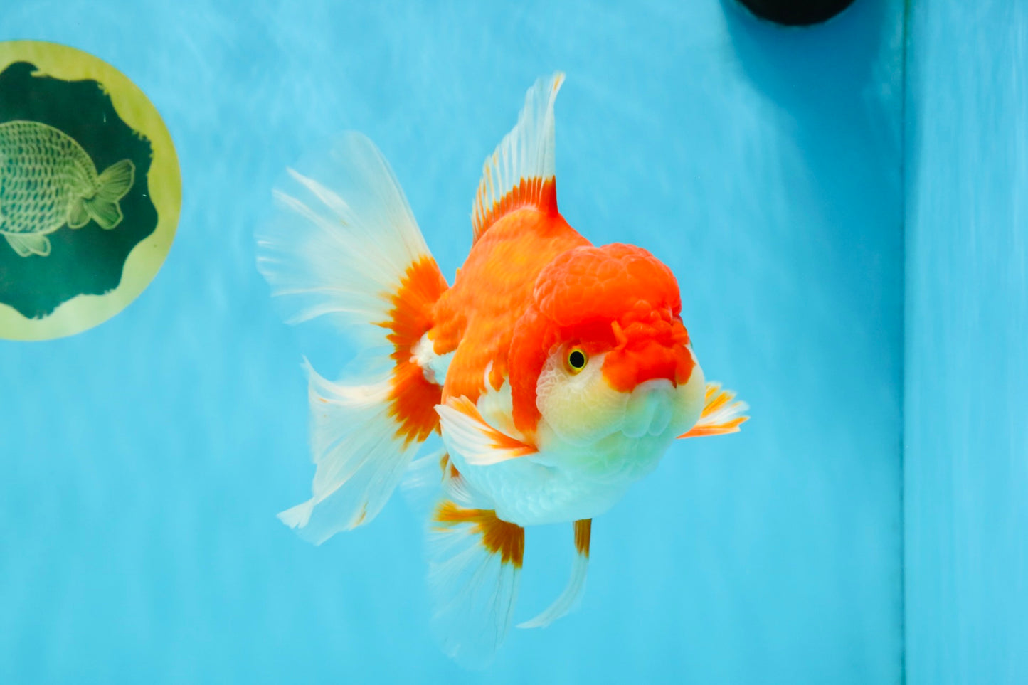 JUMBO AAA Grade Red White Oranda Female 6.5 inches #032726OR_06