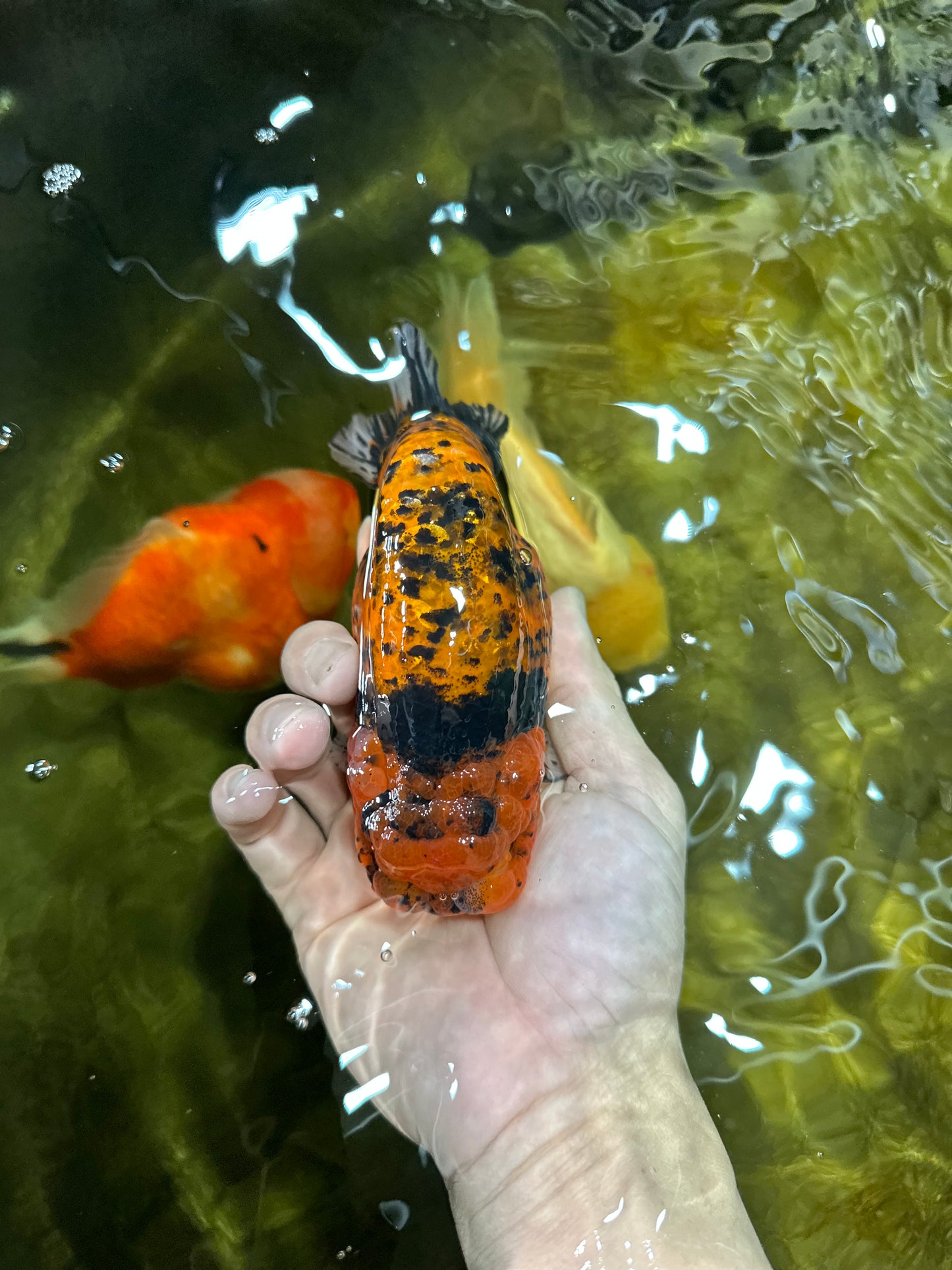 AAA Grade Tiger LionKing 5-5.5 inches #050925LC_05