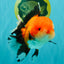 BULLDOG AAA Grade Tricolor Oranda Male 5.5-6 inches #071026OR_30