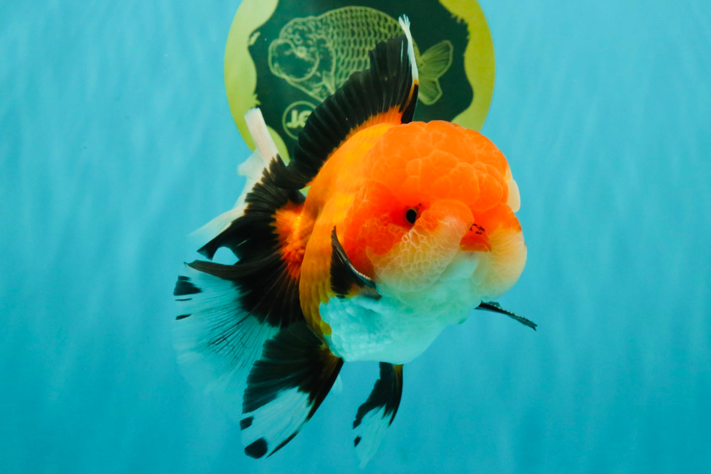 BULLDOG AAA Grade Tricolor Oranda Male 5.5-6 inches #071026OR_30