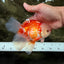 FLUFFY TAIL A Grade Jade Head Red White Oranda Male 5.5-6 inches #090426OR_13