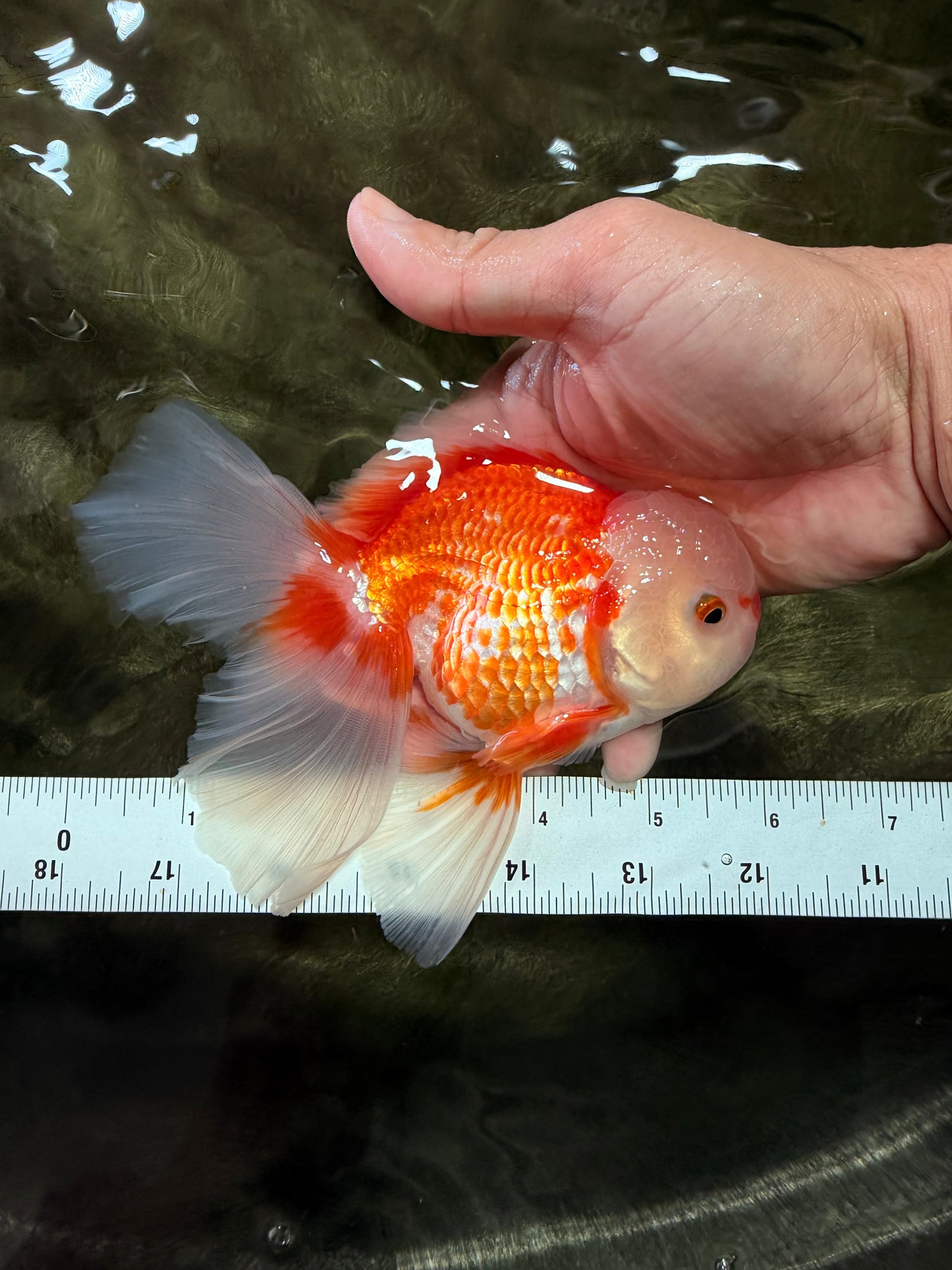 FLUFFY TAIL A Grade Jade Head Red White Oranda Male 5.5-6 inches #090426OR_13