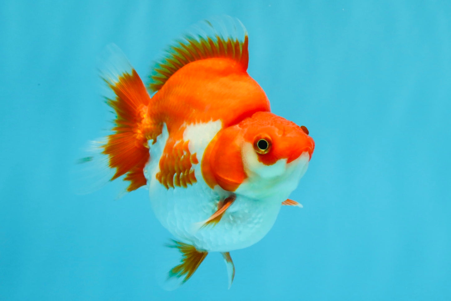 AAA Grade Red White Ryukin Female 4 inches #022026RK_12